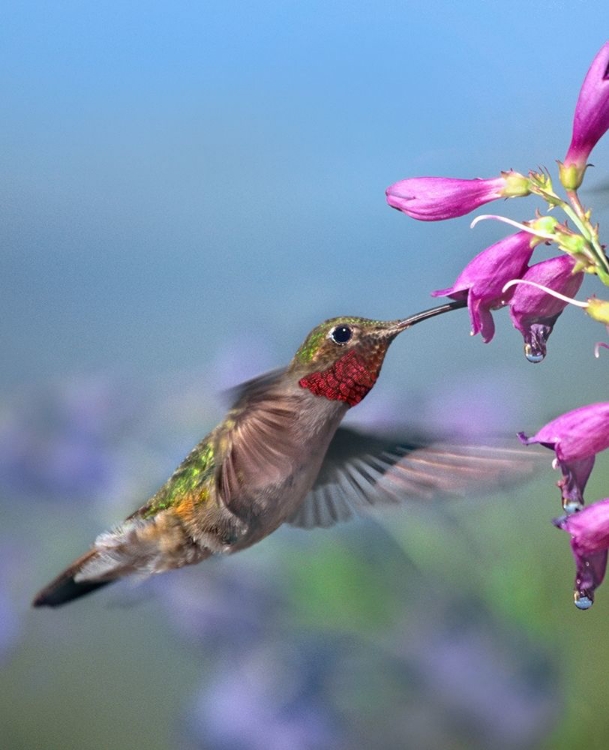 Picture of BROAD TAILED HUMMINGBIRD