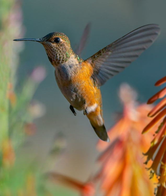 Picture of BROAD TAILED HUMMINGBIRD