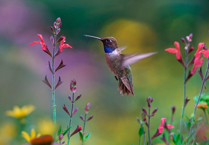 Picture of BLACK CHINNED HUMMINGBIRD ON DESERT PENSTEMON