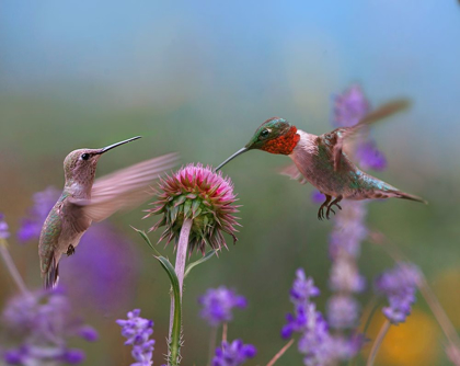 Picture of RUBY THROATED HUMMINGBIRD AT BULL THISTLE