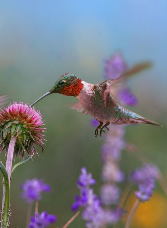 Picture of RUBY THROATED HUMMINGBIRDS