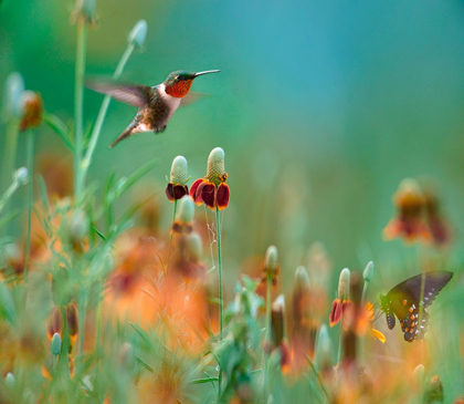 Picture of RUBY THROATED HUMMINGBIRD AMONG MEXICAN HAT WILDFLOWERS