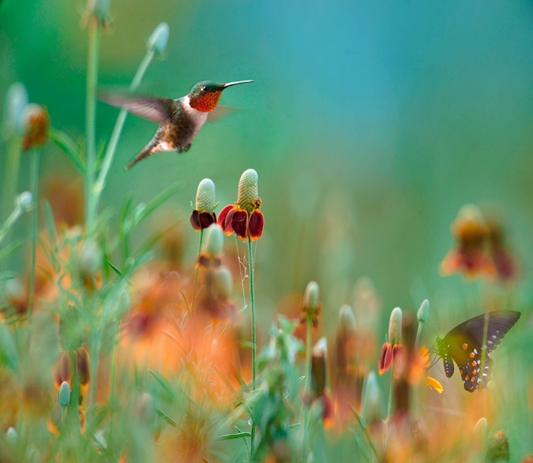 Picture of RUBY THROATED HUMMINGBIRD AMONG MEXICAN HAT WILDFLOWERS