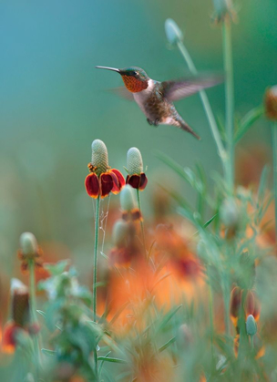 Picture of RUBY THROATED IN MEXICAN HAT WILDFLOWERS