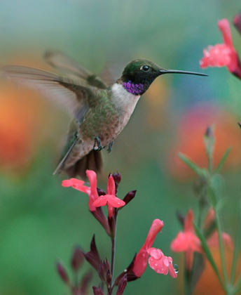 Picture of BLACK CHINNED HUMMINGBIRD