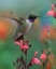 Picture of BLACK CHINNED HUMMINGBIRD