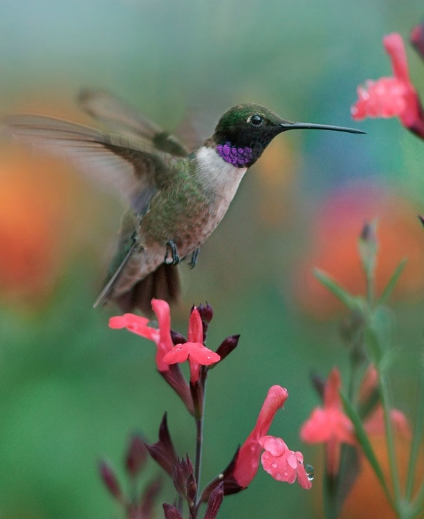 Picture of BLACK CHINNED HUMMINGBIRD