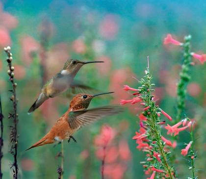 Picture of RUFOUS HUMMINGBIRD AND BROAD TAILED HUMMINGBIRD