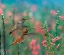 Picture of RUFOUS HUMMINGBIRD AND BROAD TAILED HUMMINGBIRD