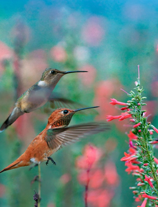 Picture of RUFOUS HUMMINGBIRD AND BROAD TAILED HUMMINGBIRDS AT PENSTEMON