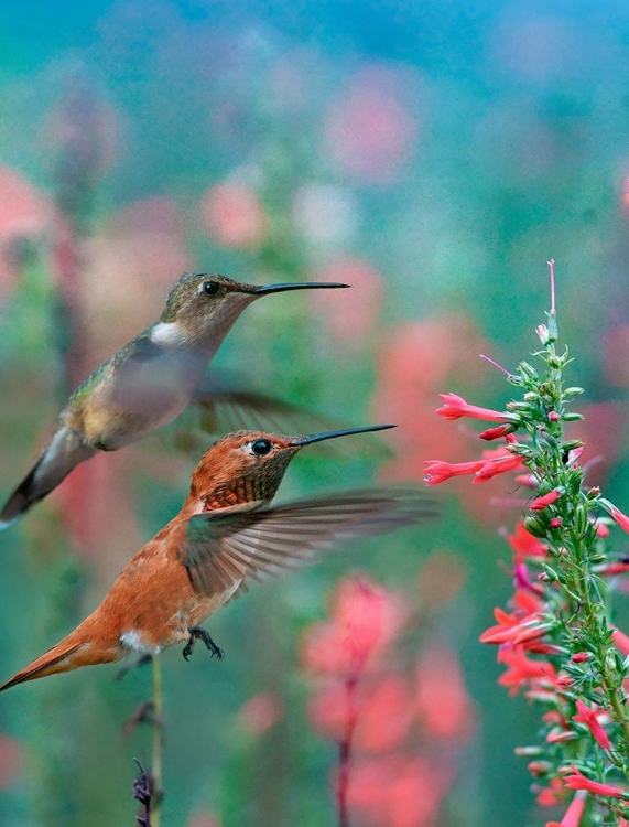 Picture of RUFOUS HUMMINGBIRD AND BROAD TAILED HUMMINGBIRDS AT PENSTEMON
