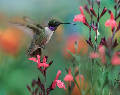 Picture of BLACK CHINNED HUMMINGBIRD