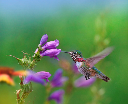 Picture of CALIOPE HUMMINGBIRD FEEDING AT PENSTEMON