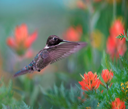 Picture of BLACK CHINNED HUMMINGBIRD WITH INDIAN PAINTBRUSH