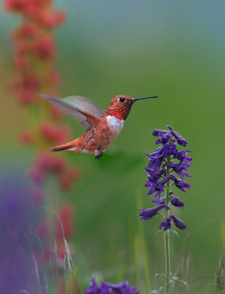 Picture of RUFOUS HUMMINGBIRD HILL COUNTRY