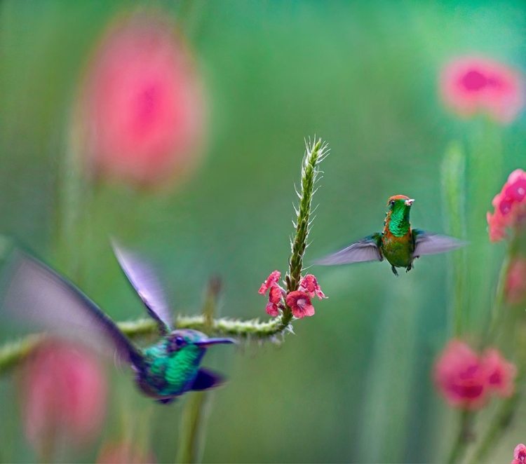 Picture of TIFTED COQUETTE HUMMINGBIRD