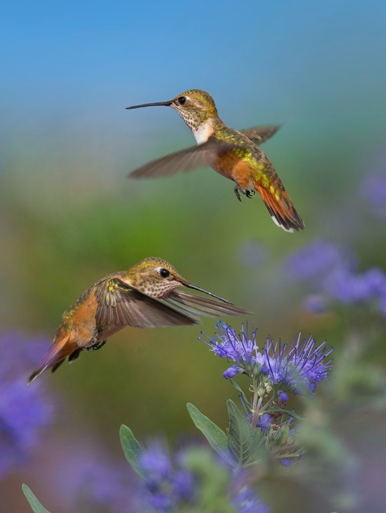 Picture of BROAD TAILED HUMMINGBIRD