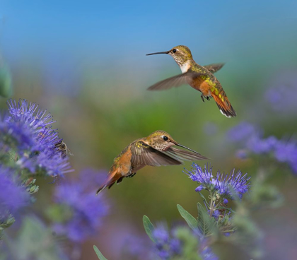 Picture of BROAD TAILED HUMMINGBIRDS