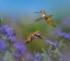 Picture of BROAD TAILED HUMMINGBIRDS