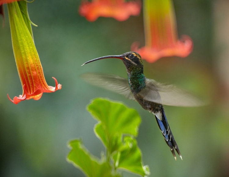 Picture of GREEN HERMIT HUMMINGBIRD