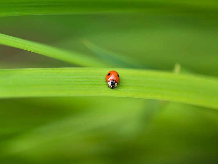 Picture of LADYBUG ON LEAF