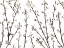 Picture of TWIGS OF CHERRY PLANT
