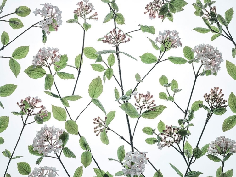 Picture of VIBURNUM JUDDII FLOWERS