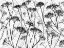 Picture of SILHOUETTE OF DRIED PLANTS
