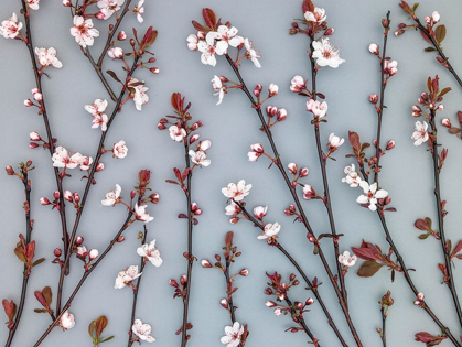 Picture of TWIGS OF CHERRY PLANT