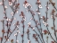 Picture of TWIGS OF CHERRY PLANT