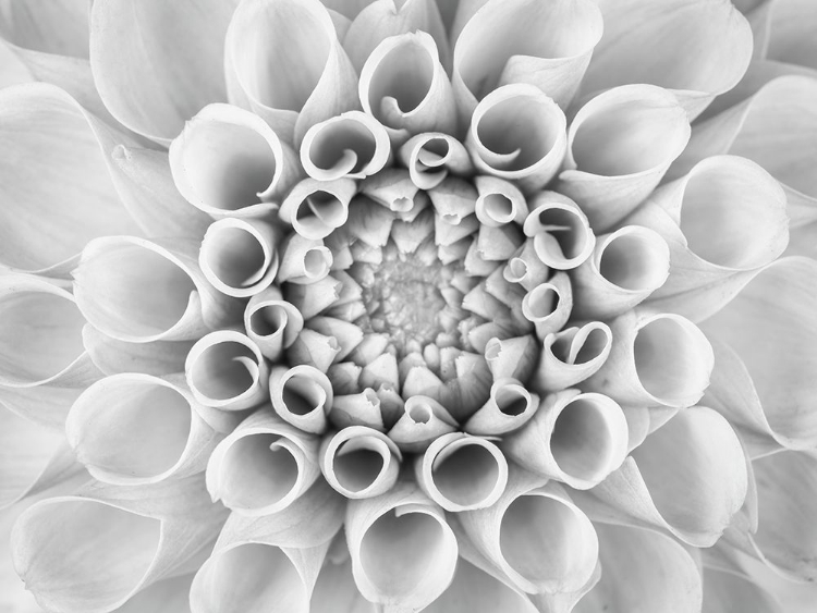 Picture of POMPOM DAHLIA PETALS