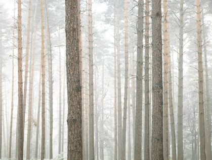 Picture of TREE TRUNKS IN FROREST