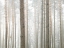 Picture of TREE TRUNKS IN FROREST