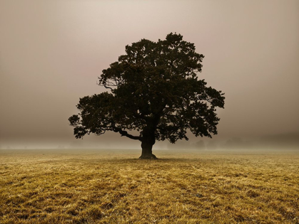 Picture of SINGLE TREE IN MIST AND FOG