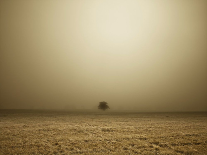 Picture of SINGLE TREE IN MIST AND FOG