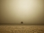Picture of SINGLE TREE IN MIST AND FOG