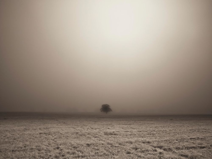 Picture of SINGLE TREE IN MIST AND FOG