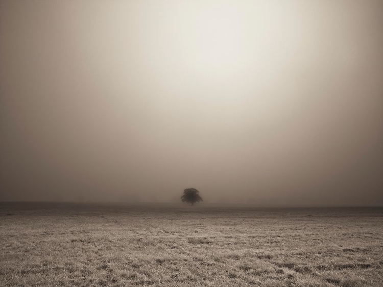 Picture of SINGLE TREE IN MIST AND FOG