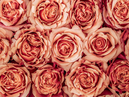 Picture of BACKGROUND OF ROSES