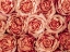 Picture of BACKGROUND OF ROSES