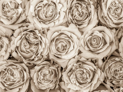 Picture of BACKGROUND OF ROSES