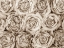 Picture of BACKGROUND OF ROSES
