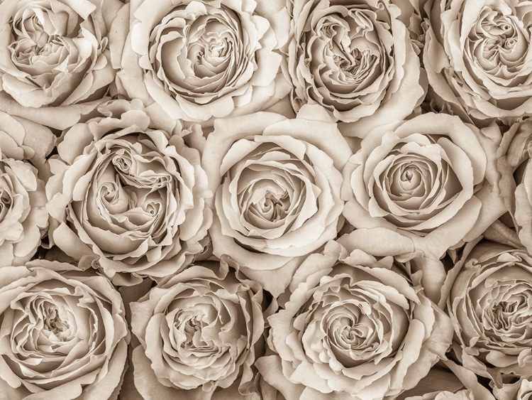 Picture of BACKGROUND OF ROSES