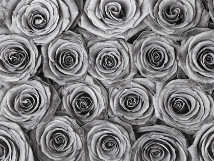 Picture of BACKGROUND OF ROSES