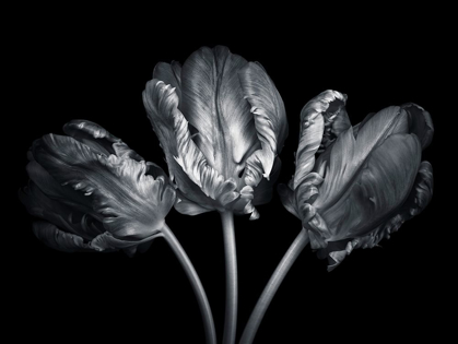 Picture of ROCOCO TULIPS