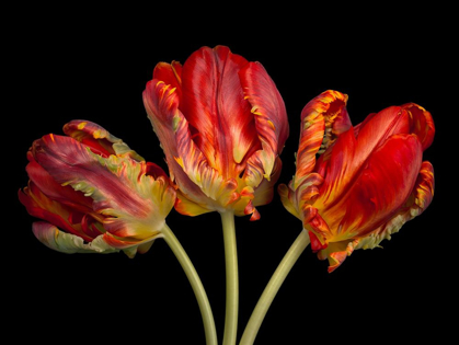 Picture of ROCOCO TULIPS