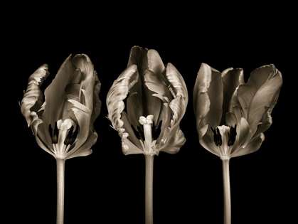 Picture of ROCOCO TULIPS