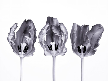 Picture of ROCOCO TULIPS