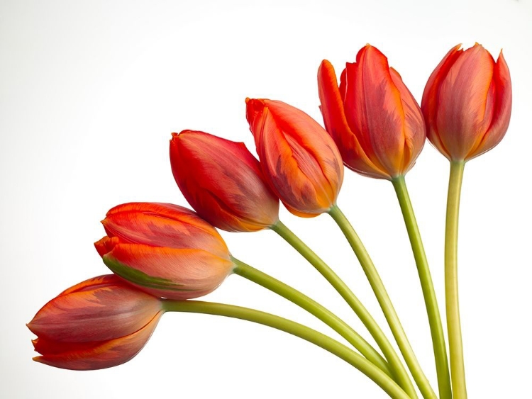 Picture of TULIP FLOWERS