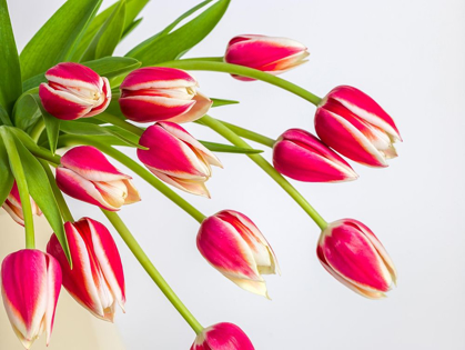 Picture of BUNCH OF RED TULIPS